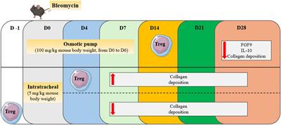 Updates on the controversial roles of regulatory lymphoid cells in idiopathic pulmonary fibrosis